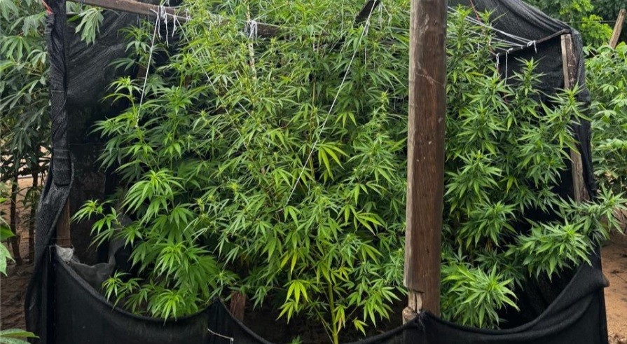 Plantação de maconha e arsenal são apreendidos durante operação em Bataguassu