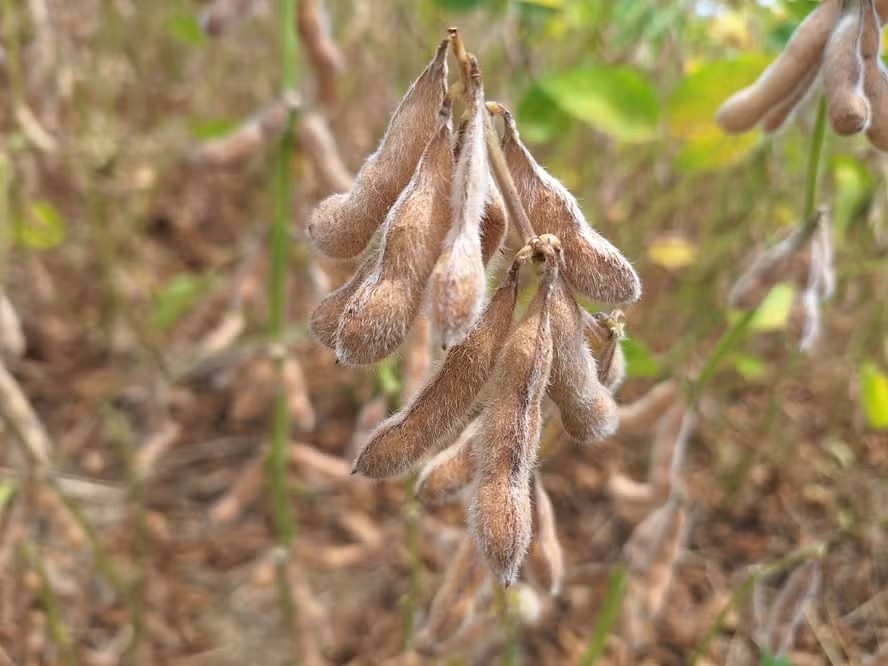 Preço da soja despenca no Brasil, seguindo movimentação no exterior