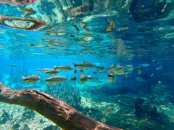 MPMS investiga legalidade da cobrança da Taxa de Conservação Ambiental em Bonito