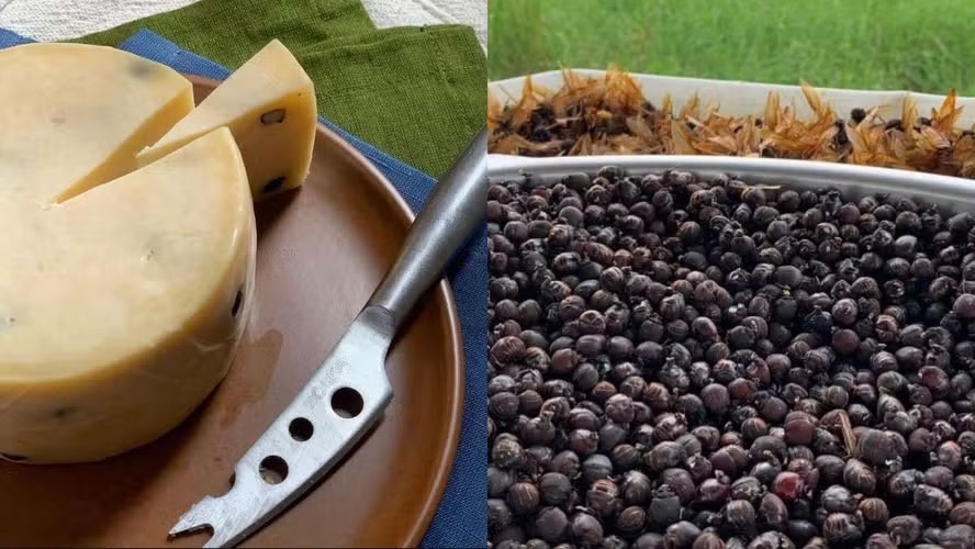 Queijo com formiga? Iguaria brasileira custa mais de R$ 200 o quilo