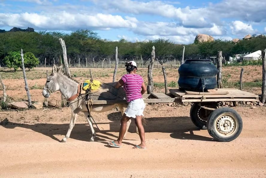Jumentos ameaçados? Decisão judicial sobre abates divide opiniões no meio científico
